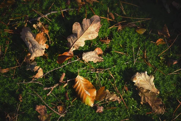 Вид Сверху Сухих Осенних Листьев Землю Покрытую Плесенью — стоковое фото