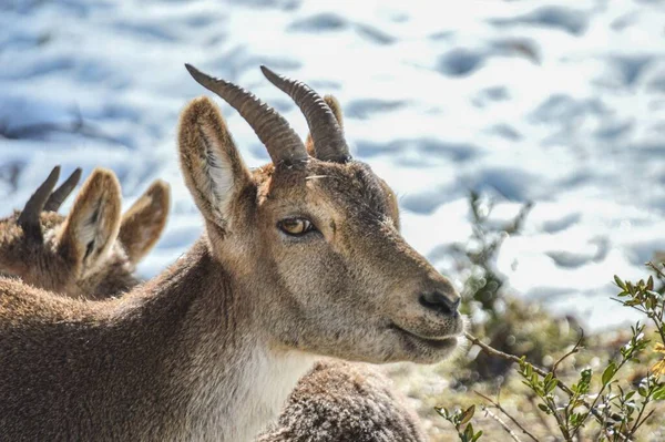 Portrait Spanish Ibex Snow Covered Woods Lacuniacha Wildlife Park — Stock Photo, Image