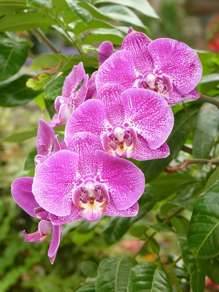 Egy Függőleges Közelkép Gyönyörű Lila Orchideákról Kertben — Stock Fotó