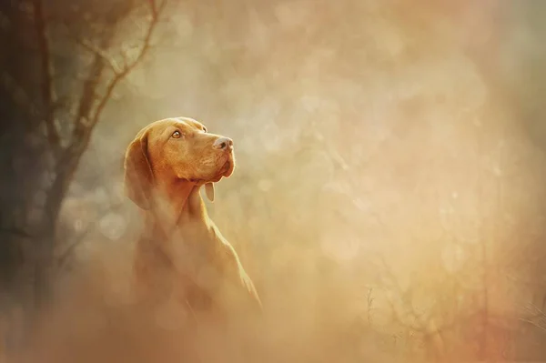 Enfoque Selectivo Perro Vizsla Con Fondo Borroso — Foto de Stock