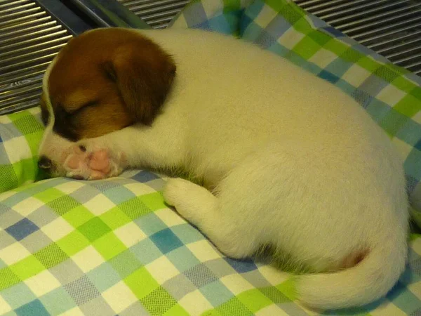 Closeup Shot Brown White Sleeping Puppy Blanket — Stock Photo, Image