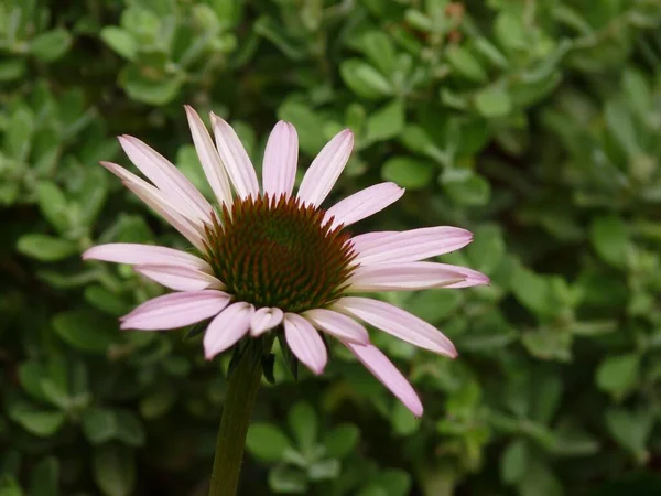 Primer Plano Una Hermosa Flor Coneflower Púrpura Jardín — Foto de Stock