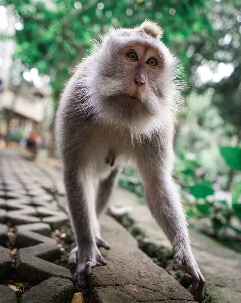 Eine Vertikale Selektive Fokusaufnahme Eines Affen Der Auf Die Kamera — Stockfoto