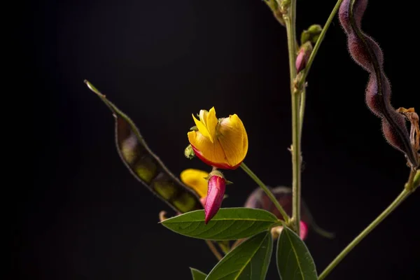 Які Кольори Квітучої Горохової Рослини Крупним Планом Жовтими Червоними Пелюстками — стокове фото
