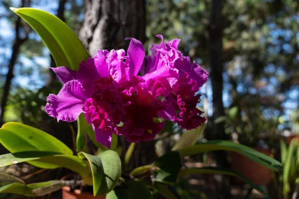 Прекрасные Цветущие Фиолетовые Орхидеи — стоковое фото