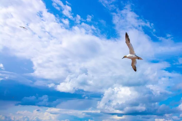 Eine Weiße Möwe Fliegt Den Sonnigen Himmel Und Ein Paar — Stockfoto