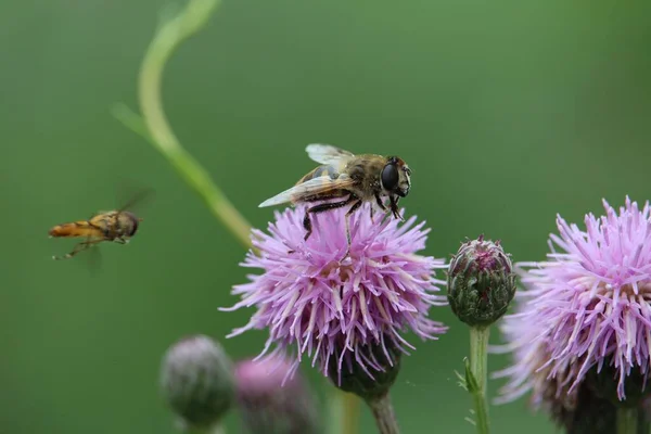 Closeup Shot Bee Thistle Plant — Stock Photo, Image