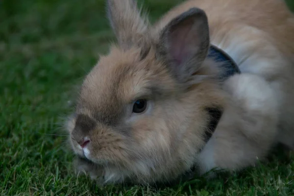 Yeşil Çimlerin Üzerinde Koşum Takımı Olan Sevimli Bir Tavşanın Seçici — Stok fotoğraf