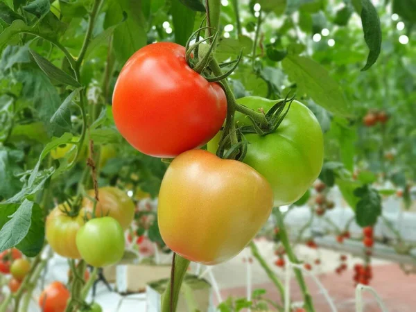 Vertikalt Jordbruk Hållbart Jordbruk För Framtidens Livsmedel — Stockfoto
