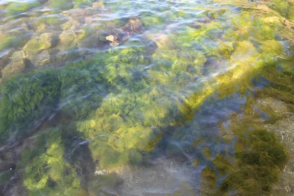 海の水の下の石の上に明るい緑の海草や苔のクローズアップショット — ストック写真