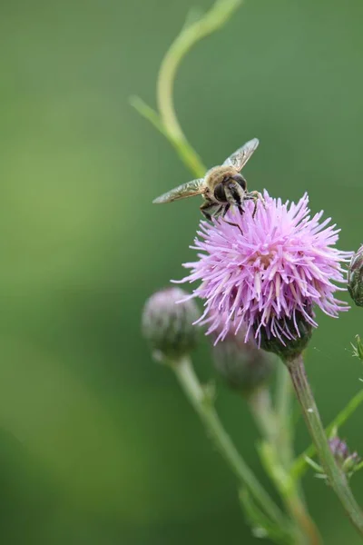 Closeup Shot Bee Thistle Plant — Stock Photo, Image