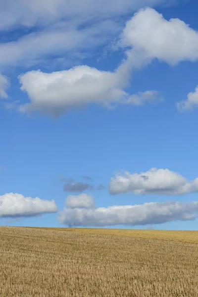 Eine Große Landschaft Aus Trockenem Weizen Unter Dem Himmel Voller — Stockfoto