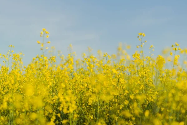 Pole Žlutých Květu Kanoly Třpytí Pod Modrou Oblohou — Stock fotografie