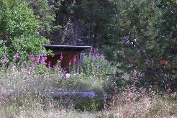 Une Petite Cabane Dans Forêt Entourée Fleurs Violettes Grands Arbres — Photo
