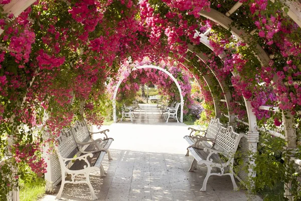 Beau Sentier Avec Des Bancs Blancs Sous Une Arche Roses — Photo