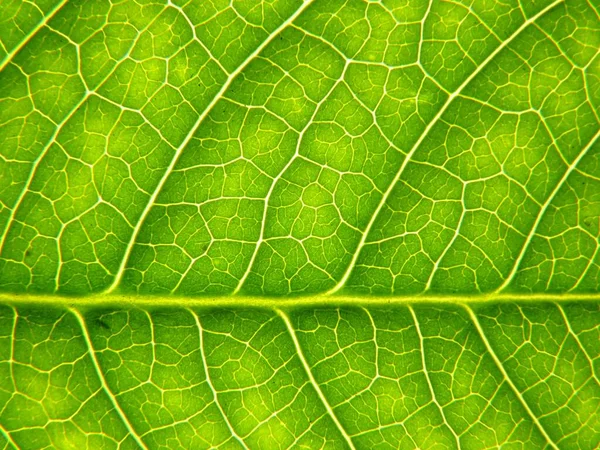 Een Close Van Een Groen Blad Met Interessante Texturen — Stockfoto