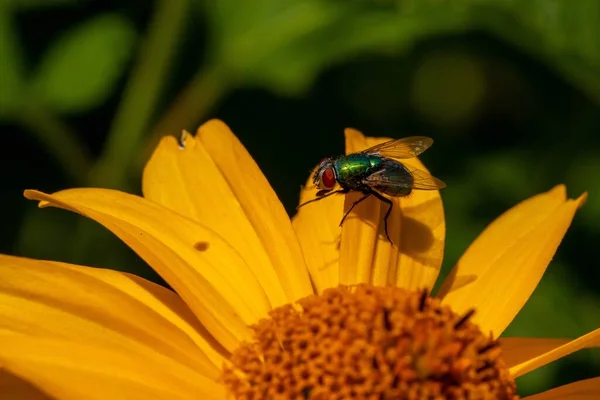 Macro Una Mosca Fiore Giallo Con Sfondo Sfocato — Foto Stock