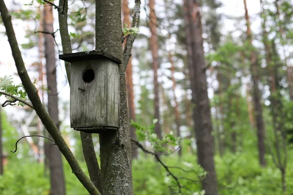 Zbliżenie Ujęcia Drewnianego Domku Dla Ptaków Drzewie Zamazanym Tłem — Zdjęcie stockowe