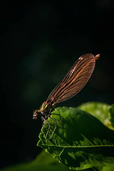 Μια Μακρο Φωτογραφία Μιας Damselfly Που Κάθεται Ένα Πράσινο Φύλλο — Φωτογραφία Αρχείου