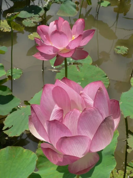 在一个宁静的乡村的池塘里 一张漂亮的粉色荷花的特写照片 — 图库照片