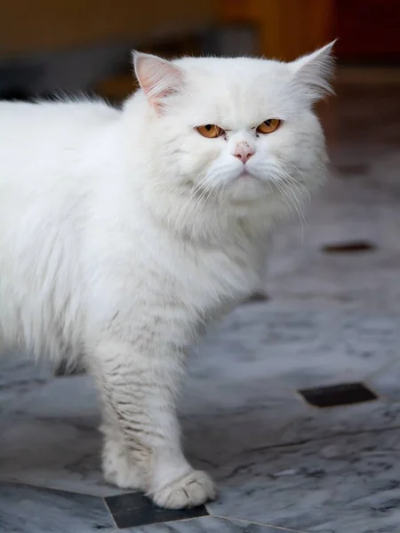 Eine Vertikale Aufnahme Einer Pelzigen Deutschen Katze Isoliert Einem Unscharfen — Stockfoto