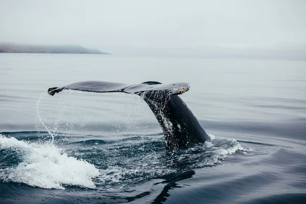 Gros Plan Une Baleine Nageant Dans Océan Avec Queue Extérieur — Photo