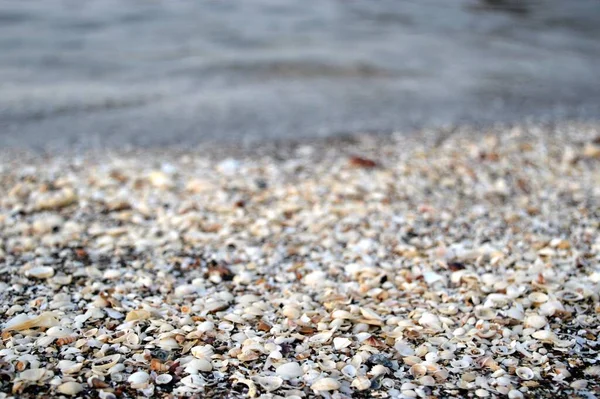Eine Flache Aufnahme Von Muscheln Einem Sandstrand — Stockfoto