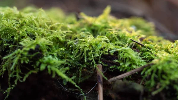 Ormanın Arka Planında Bulanık Yeşil Bitkilerin Yakın Plan Görüntüsü — Stok fotoğraf