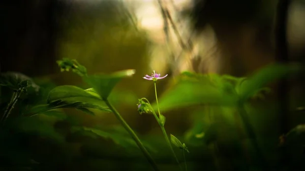 Eine Nahaufnahme Von Schönen Rosa Tonia Sibirica Blüten Auf Verschwommenem — Stockfoto