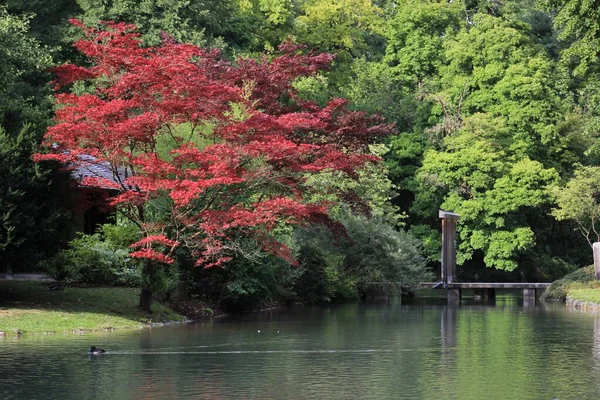 Belo Tiro Lago Cercado Por Belas Árvores Coloridas Pato Nadando — Fotografia de Stock