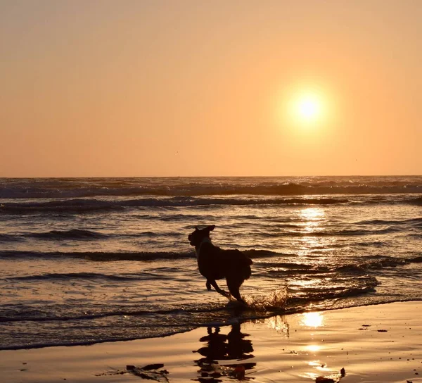 Ένας Σκύλος Τρέχει Στην Παραλία Στο Νερό Κατά Διάρκεια Του — Φωτογραφία Αρχείου