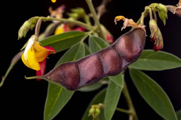 Pigeon pea plant flowering with peas growing in typical row seed pod. Low key studio still life of greenery herb contrasted against a dark background.