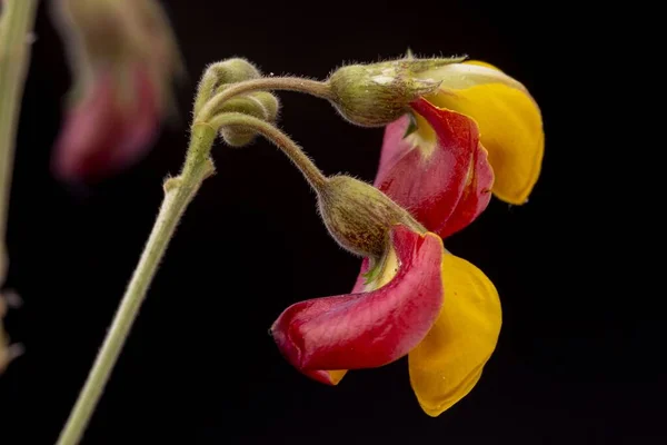 Soft colours of flowering pigeon pea plant closeup with yellow and reddish petals. Low key studio still life of greenery herb against a dark backdrop