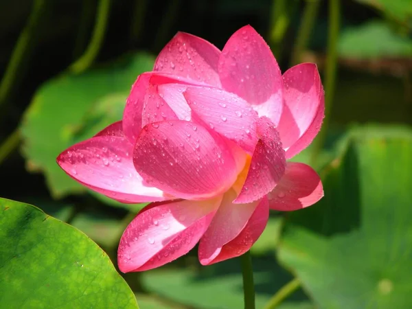 Eine Nahaufnahme Von Schönen Rosa Lotusblumen Einem Teich Einer Friedlichen — Stockfoto