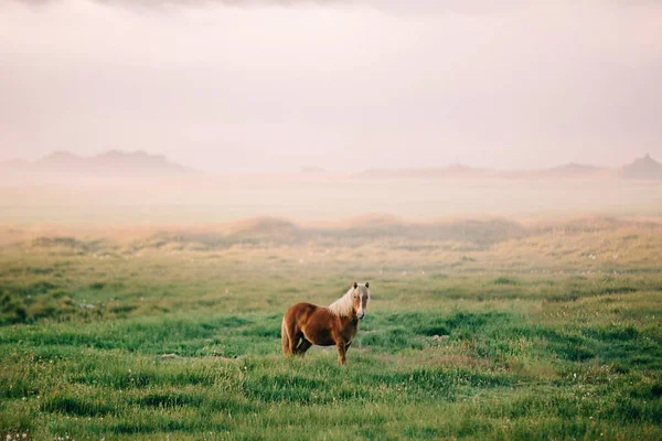 一匹棕色的马站在田野里的美丽照片 — 图库照片