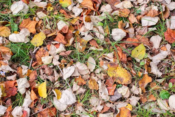 Overhead Skott Många Torkade Blad Marken Med Några Färska Gröna — Stockfoto