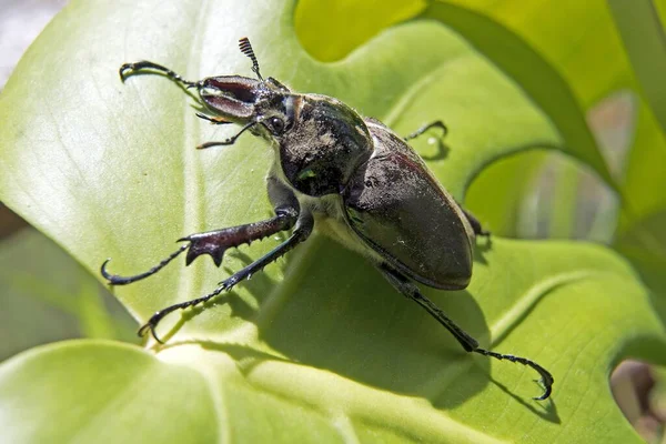 Eine Nahaufnahme Eines Käfers Auf Einem Blatt — Stockfoto