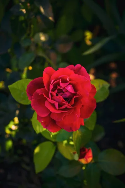 Избранный Снимок Садовой Розы — стоковое фото