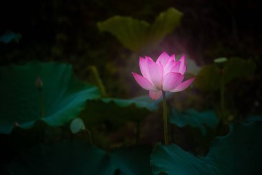 A shallow focus shot of beautiful sacred lotus flowers clipart