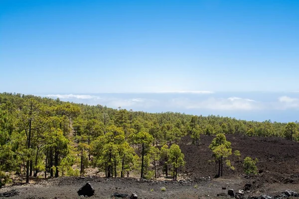 Hermoso Tiro Horizonte Sobre Las Nubes Vista Del Bosque Desde —  Fotos de Stock