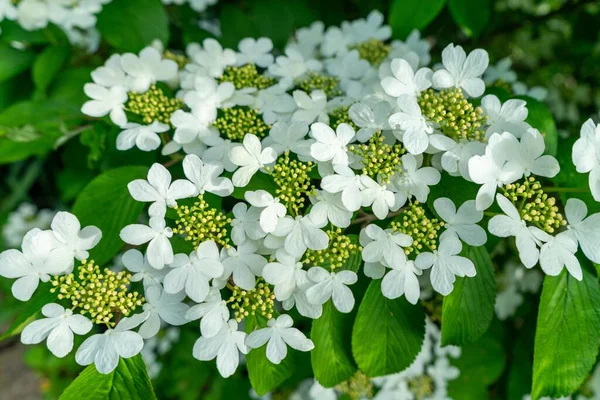 Красиві Білі Квіти Саду Сонячний День — стокове фото