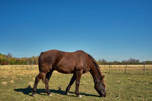 Caballo Pastando Prado Bajo Cielo Azul —  Fotos de Stock