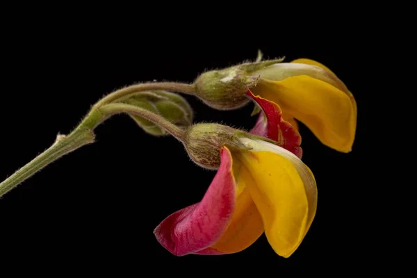 Soft colours of flowering pigeon pea plant closeup with yellow and reddish petals. Low key studio still life of greenery herb against a dark backdrop