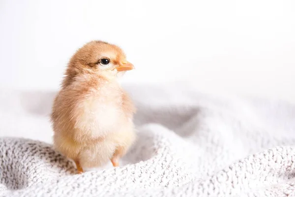 Closeup Shot Brown Chick Cloth — Stock Photo, Image