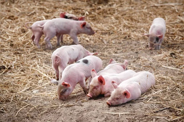许多在地上玩耍的小猪都盖着茅草 — 图库照片