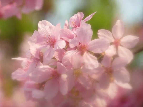 Красивые Розовые Цветы Вишни — стоковое фото
