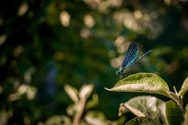 Primer Plano Insecto Azul Con Alas Red Sentado Sobre Una —  Fotos de Stock