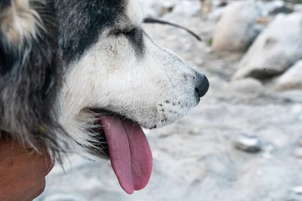 Primer Plano Cabeza Perro Con Lengua Hacia Fuera Perfecto Para —  Fotos de Stock