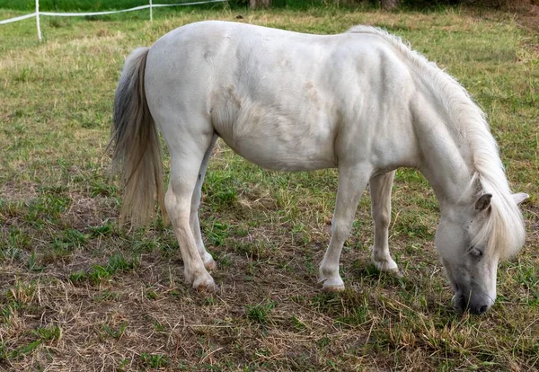 Een Wit Paard Grazen Het Veld — Stockfoto