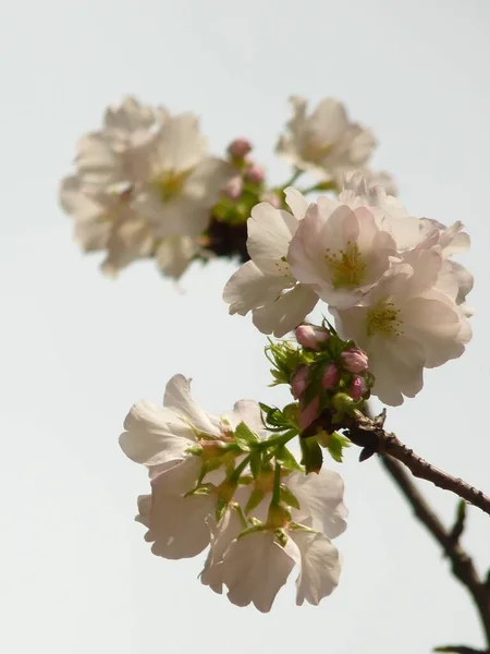 Fiori Ciliegio Belli Bianchi — Foto Stock